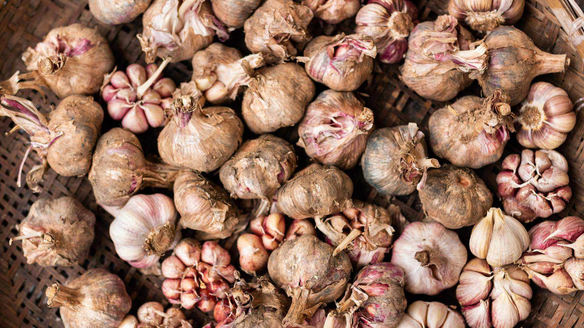 kdy-jak-a-cim-hnojit-cesnek